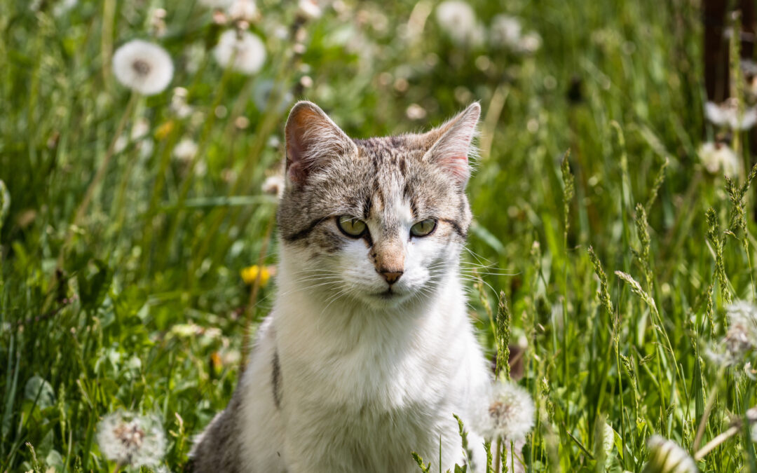 Polská akademie věd zařadila kočku domácí na seznam invazivních druhů