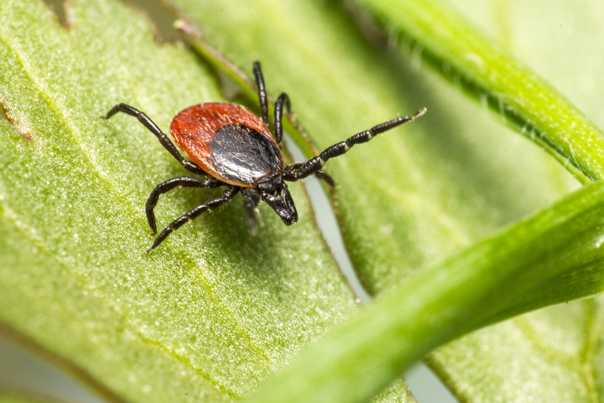 Ixodes ricinus