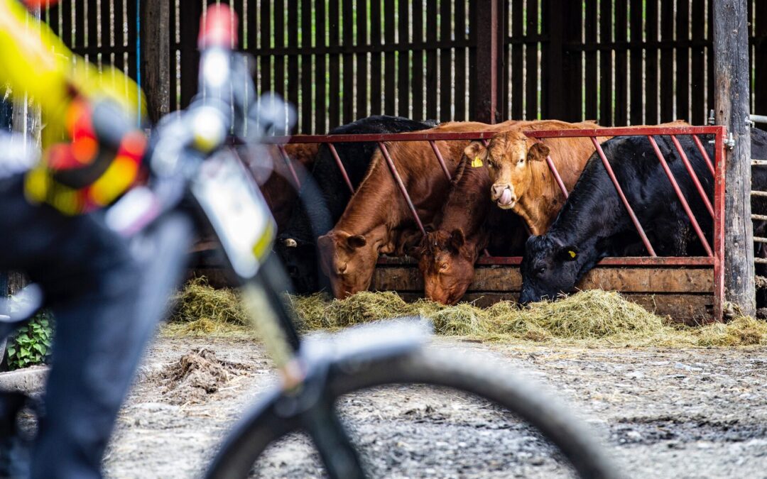 Když obec narazí: Ústavní soud zrušil vyhlášku o chovu zvířat v Cebivi