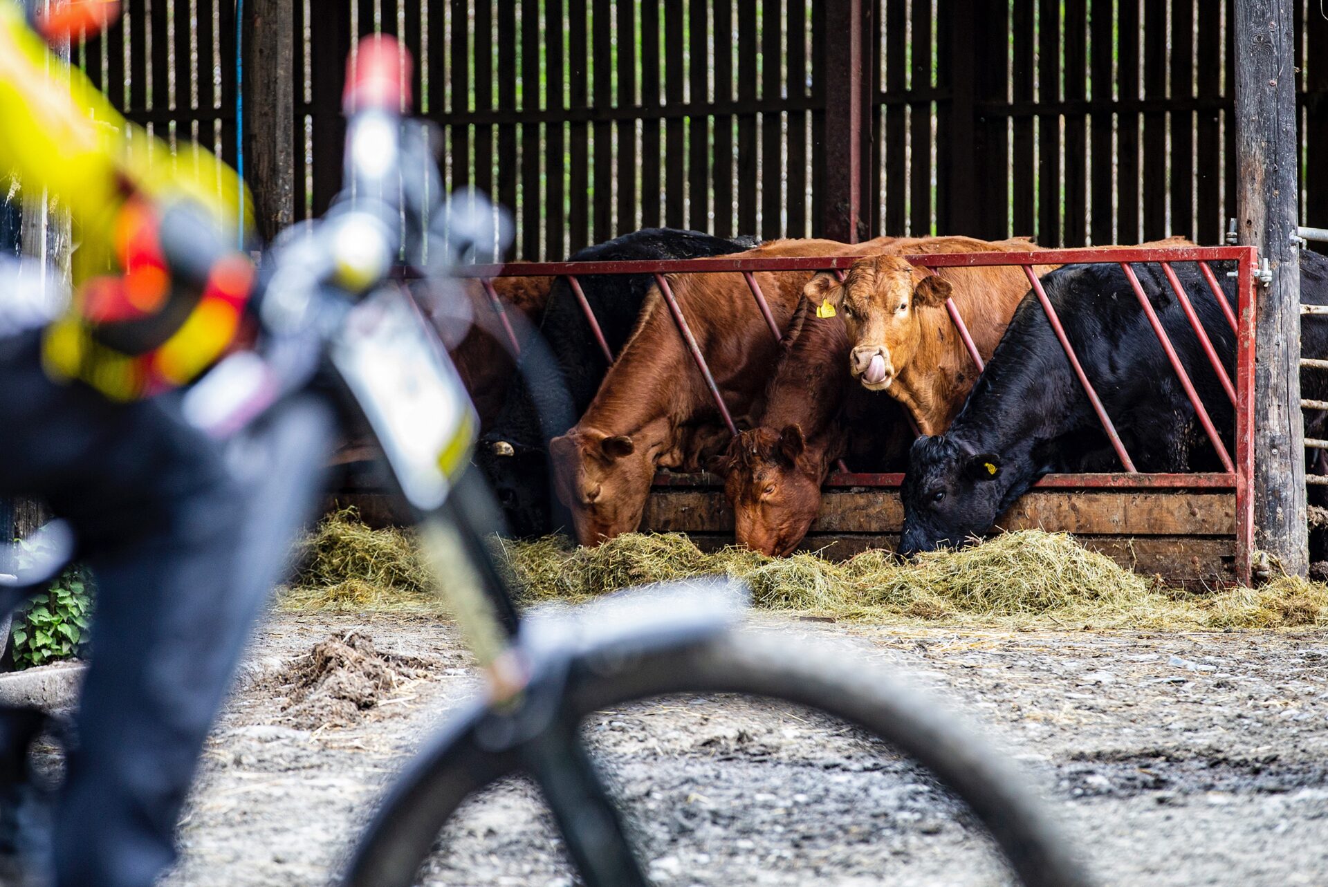 Chov skotu Cyklista projíždí venkovskou cestou kolem chivu skotu, ilustrační obrázek k regulaci chovu zvířat obcemi