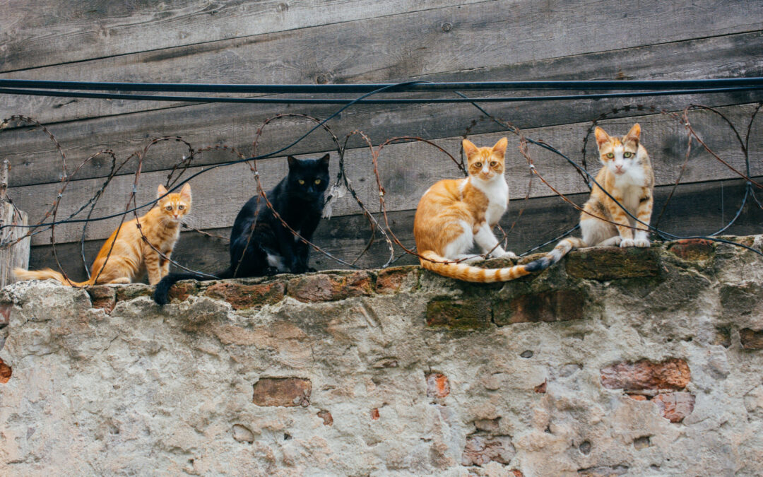 Kastrační programy koček