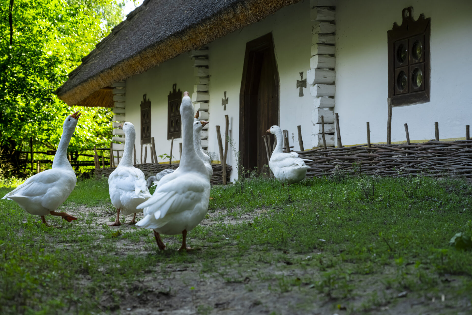 flock-geese-countryside Kachny ve venkovské prostředí
